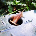 Stuck Snail